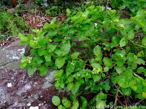 黃荊<a href='http://zishuwang.com.cn/' target='_blank'>種子</a>