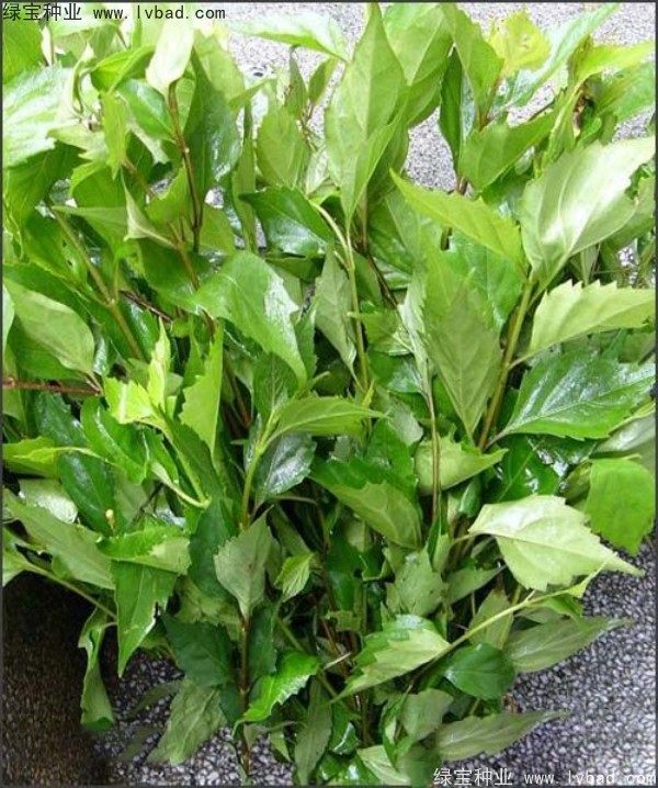 黃荊<a href='http://zishuwang.com.cn/' target='_blank'>種子</a>