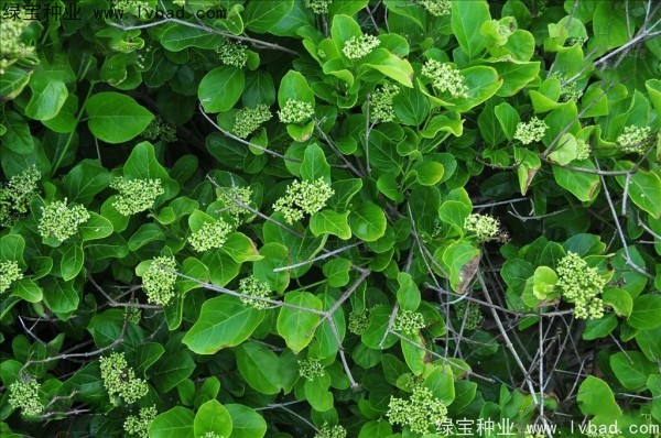 <a href='http://zishuwang.com.cn/yaocaizhongzi/2320.html' target='_blank'>黃荊種子</a>