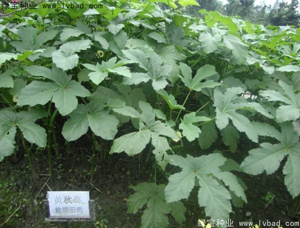 <a href='http://zishuwang.com.cn/yaocaizhongzi/2331.html' target='_blank'>黃秋葵種子</a>