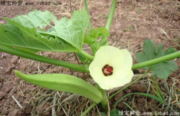 <a href='http://zishuwang.com.cn/yaocaizhongzi/2331.html' target='_blank'>黃秋葵種子</a>