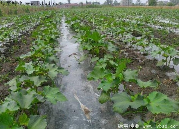 <a href='http://zishuwang.com.cn/yaocaizhongzi/2331.html' target='_blank'>黃秋葵</a><a href='http://zishuwang.com.cn/' target='_blank'>種子</a>