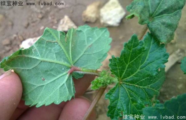 黃秋葵<a href='http://zishuwang.com.cn/' target='_blank'>種子</a>