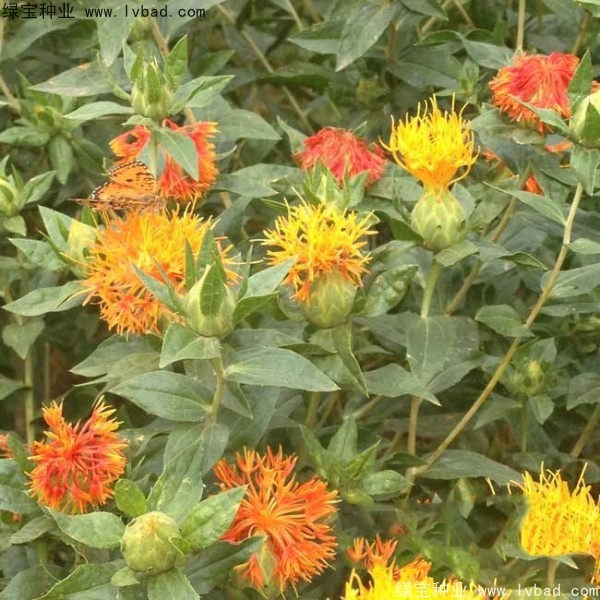 <a href='http://zishuwang.com.cn/yaocaizhongzi/2335.html' target='_blank'>紅花種子</a>