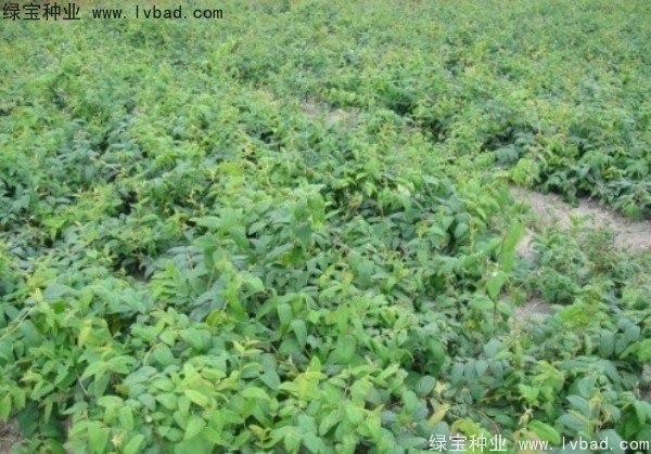 金銀花<a href='http://zishuwang.com.cn/' target='_blank'>種子</a>