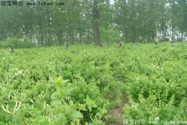 <a href='http://zishuwang.com.cn/yaocaizhongzi/2356.html' target='_blank'>金銀花</a><a href='http://zishuwang.com.cn/' target='_blank'>種子</a>