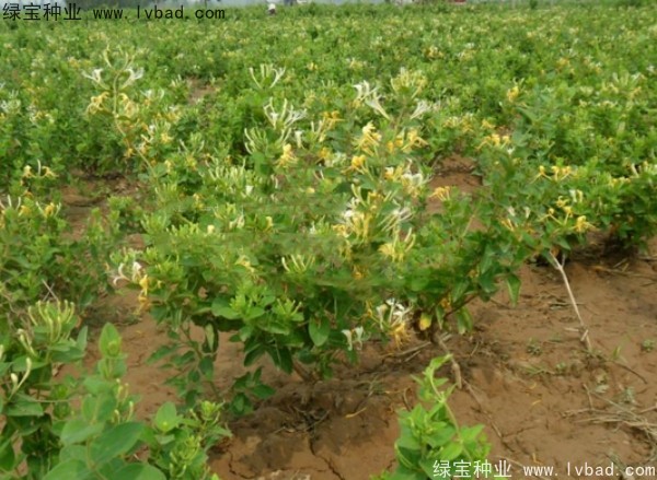 <a href='http://zishuwang.com.cn/yaocaizhongzi/2356.html' target='_blank'>金銀花種子</a>