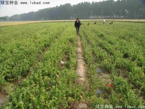 金銀花<a href='http://zishuwang.com.cn/' target='_blank'>種子</a>