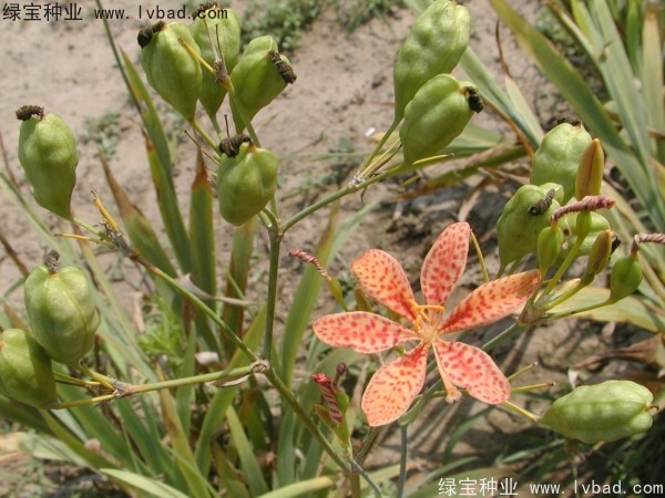 射干<a href='http://zishuwang.com.cn/' target='_blank'>種子</a>