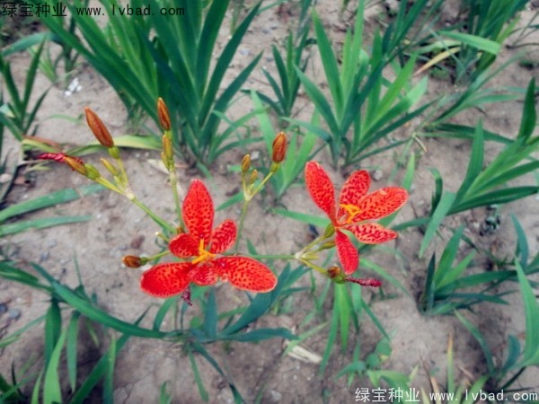 <a href='http://zishuwang.com.cn/yaocaizhongzi/2367.html' target='_blank'>射干種子</a>