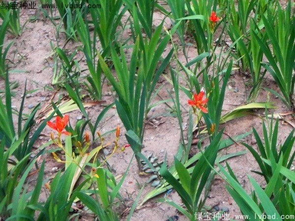 射干<a href='http://zishuwang.com.cn/' target='_blank'>種子</a>