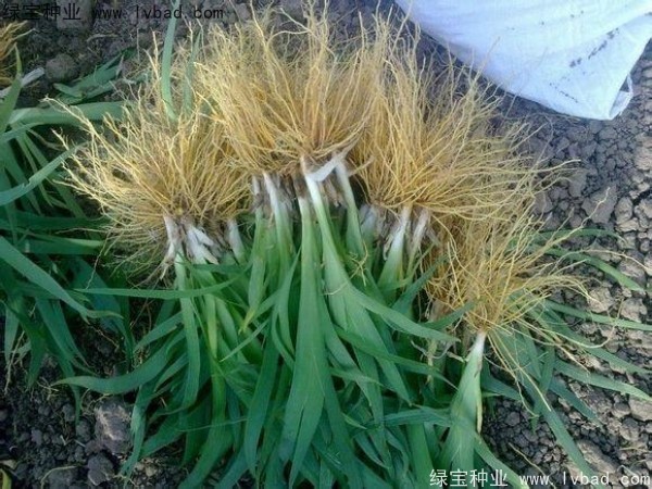 <a href='http://zishuwang.com.cn/yaocaizhongzi/2367.html' target='_blank'>射干</a><a href='http://zishuwang.com.cn/' target='_blank'>種子</a>