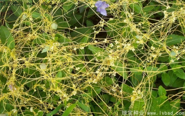 <a href='http://zishuwang.com.cn/yaocaizhongzi/2369.html' target='_blank'>菟絲子種子</a>