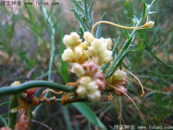<a href='http://zishuwang.com.cn/yaocaizhongzi/2369.html' target='_blank'>菟絲子種子</a>