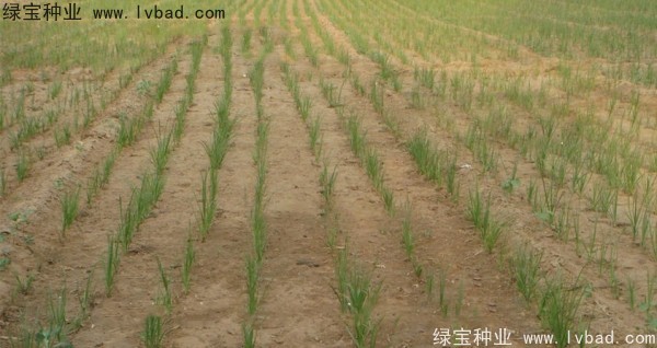 <a href='http://zishuwang.com.cn/yaocaizhongzi/2371.html' target='_blank'>知母種子</a>