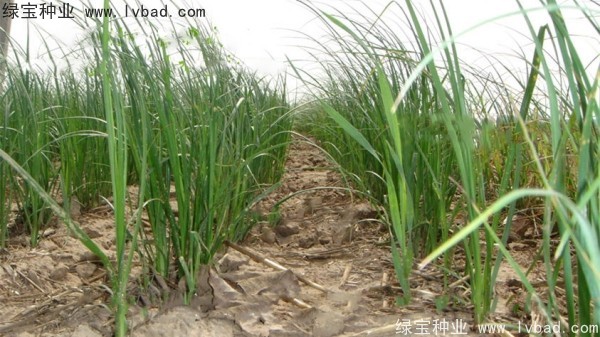 <a href='http://zishuwang.com.cn/yaocaizhongzi/2371.html' target='_blank'>知母種子</a>