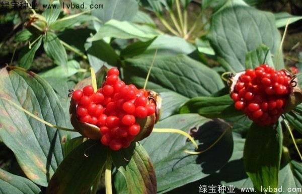 <a href='http://zishuwang.com.cn/yaocaizhongzi/2373.html' target='_blank'>重樓種子</a>
