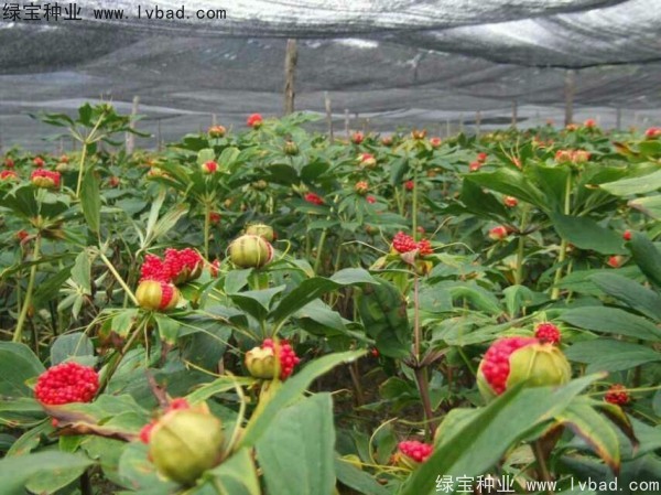 <a href='http://zishuwang.com.cn/yaocaizhongzi/2373.html' target='_blank'>重樓種子</a>
