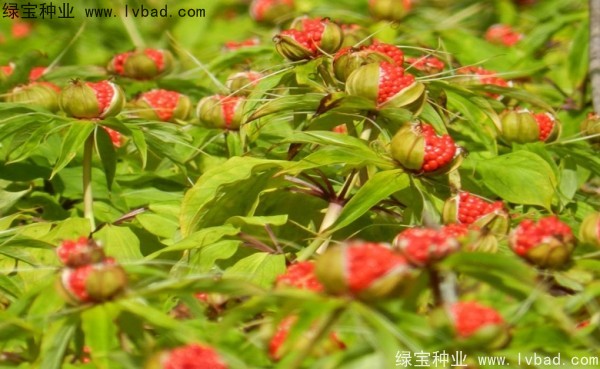 重樓<a href='http://zishuwang.com.cn/' target='_blank'>種子</a>