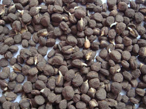 <a href='http://zishuwang.com.cn/yaocaizhongzi/2364.html' target='_blank'>人參種子</a>發(fā)芽出苗圖片