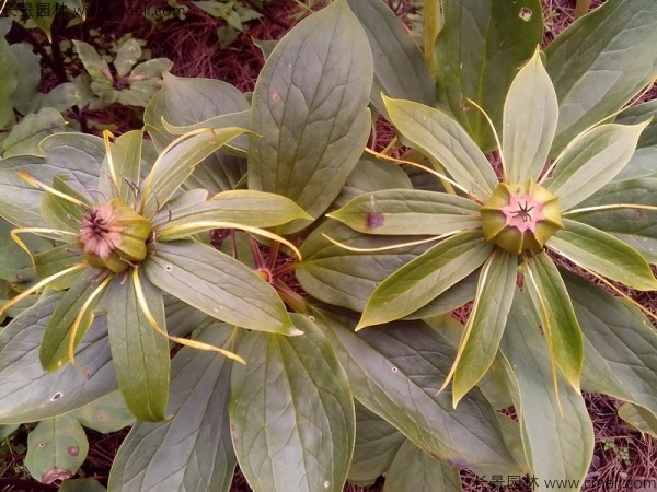 獨(dú)角蓮<a href='http://zishuwang.com.cn/' target='_blank'>種子</a>發(fā)芽出苗圖片