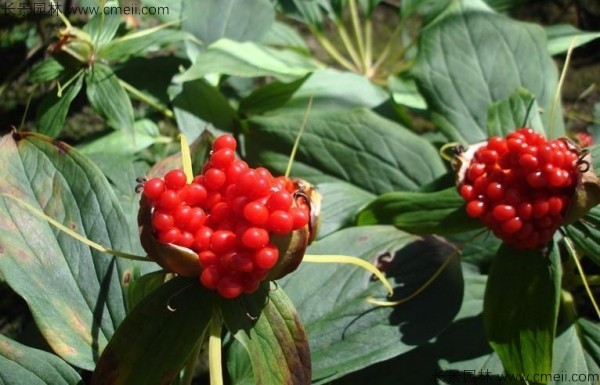<a href='http://zishuwang.com.cn/yaocaizhongzi/2348.html' target='_blank'>獨(dú)角蓮種子</a>發(fā)芽出苗圖片