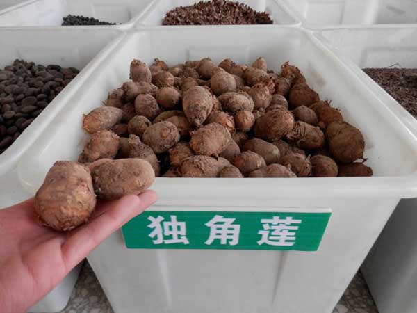 <a href='http://zishuwang.com.cn/yaocaizhongzi/2348.html' target='_blank'>獨(dú)角蓮</a>種球種根圖片