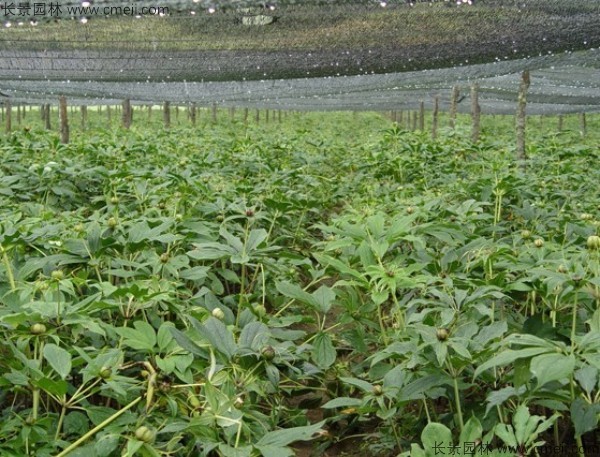 獨(dú)角蓮<a href='http://zishuwang.com.cn/' target='_blank'>種子</a>發(fā)芽出苗圖片