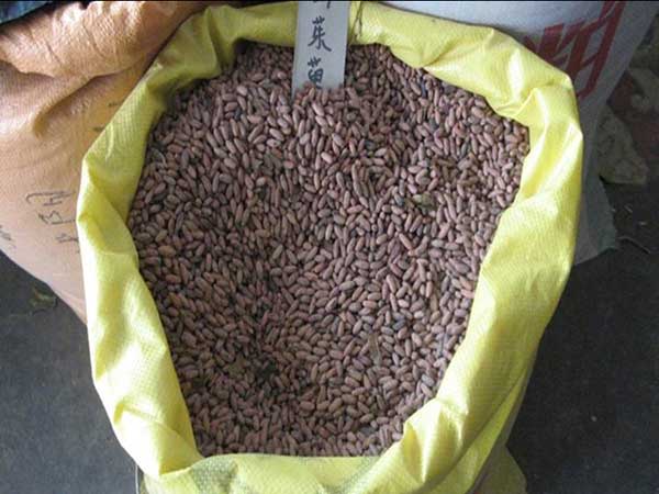 <a href='http://zishuwang.com.cn/yaocaizhongzi/2328.html' target='_blank'>山茱萸</a><a href='http://zishuwang.com.cn/' target='_blank'>種子</a>圖片