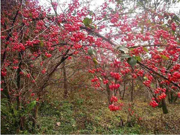 山茱萸<a href='http://zishuwang.com.cn/' target='_blank'>種子</a>圖片
