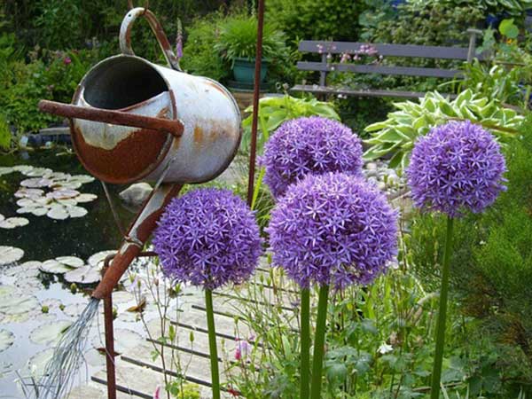 <a href='http://zishuwang.com.cn/caohuazhongzi/1039.html' target='_blank'>大花蔥種子</a>發(fā)芽出苗開花圖片