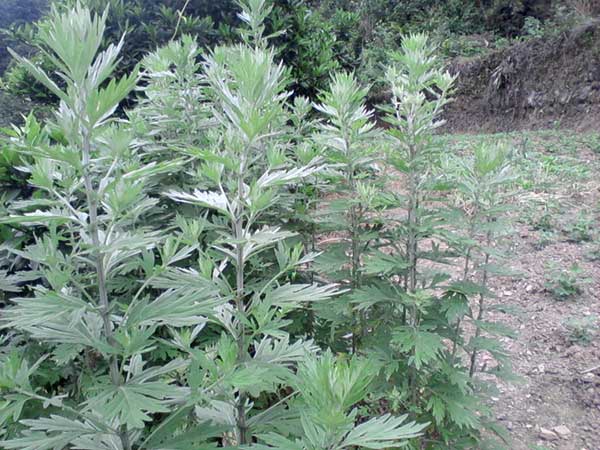 艾草<a href='http://zishuwang.com.cn/' target='_blank'>種子</a>發(fā)芽出苗圖片