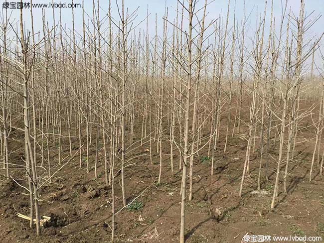 銀<a href='http://zishuwang.com.cn/guoshuzhongzi/2123.html' target='_blank'>杏樹</a>圖片種植基地