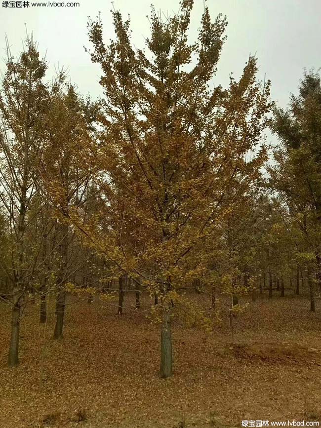 <a href='http://zishuwang.com.cn/linmuzhongzi/1778.html' target='_blank'>銀杏</a>樹圖片種植基地