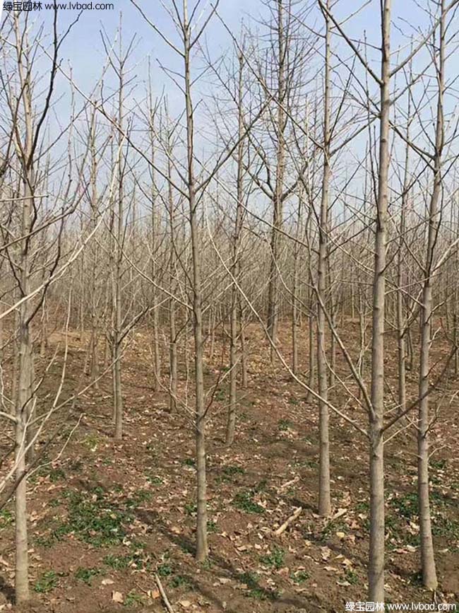<a href='http://zishuwang.com.cn/xingdaoshu/3594.html' target='_blank'>銀杏樹</a>圖片種植基地