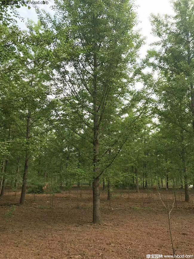 銀<a href='http://zishuwang.com.cn/guoshuzhongzi/2123.html' target='_blank'>杏樹</a>圖片種植基地