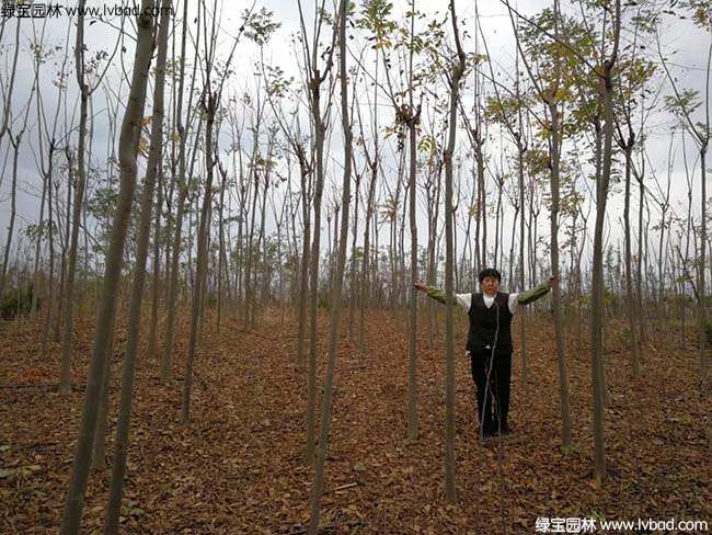 5公分6公分7公分8公分<a href='http://zishuwang.com.cn/linmuzhongzi/1710.html' target='_blank'>欒樹</a>種植基地