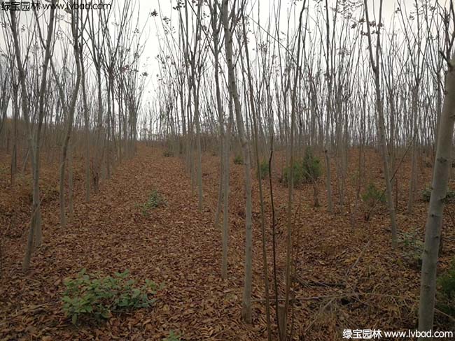 江蘇沭陽(yáng)<a href='http://zishuwang.com.cn/linmuzhongzi/1745.html' target='_blank'>黃山欒樹</a>種植基地