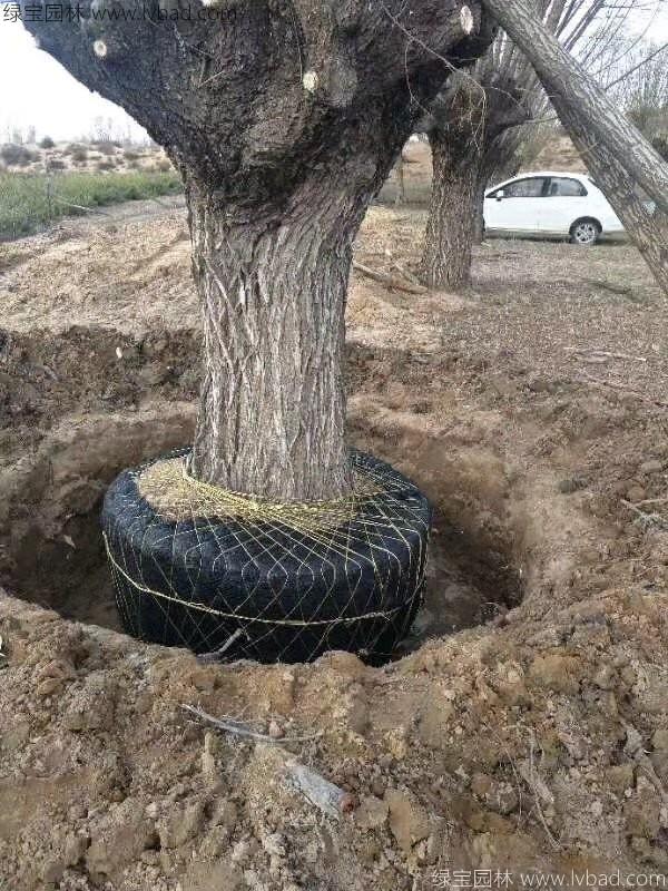 柳樹(shù)圖片苗圃種植基地