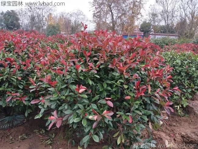 <a href='http://zishuwang.com.cn/linmuzhongzi/1747.html' target='_blank'>紅葉石楠</a>球
