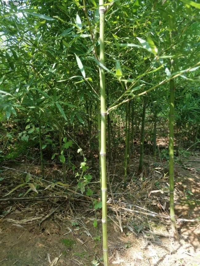 <a href='http://zishuwang.com.cn/zhumiaozhuzi/3459.html' target='_blank'>翠竹</a>