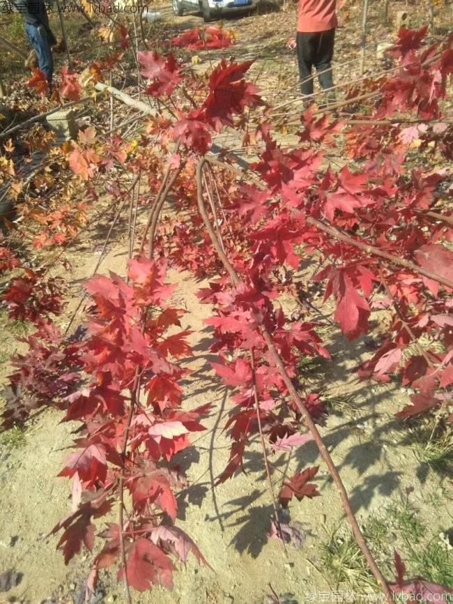 美國<a href='http://zishuwang.com.cn/linmuzhongzi/1706.html' target='_blank'>紅楓</a>