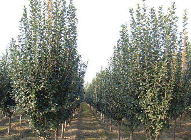 <a href='http://zishuwang.com.cn/xiaoqiaomu/3555.html' target='_blank'>西府海棠</a>樹葉