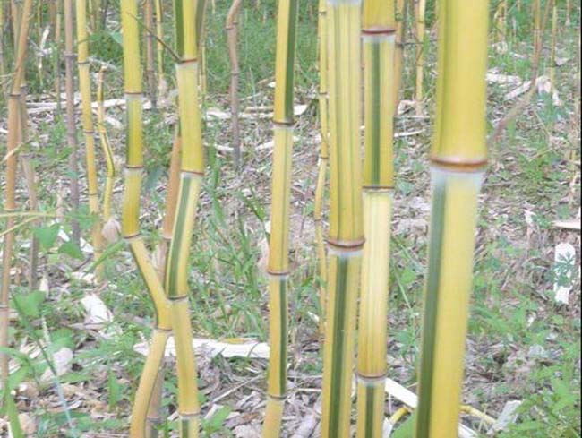 <a href='http://zishuwang.com.cn/zhumiaozhuzi/3448.html' target='_blank'>金鑲玉竹</a>