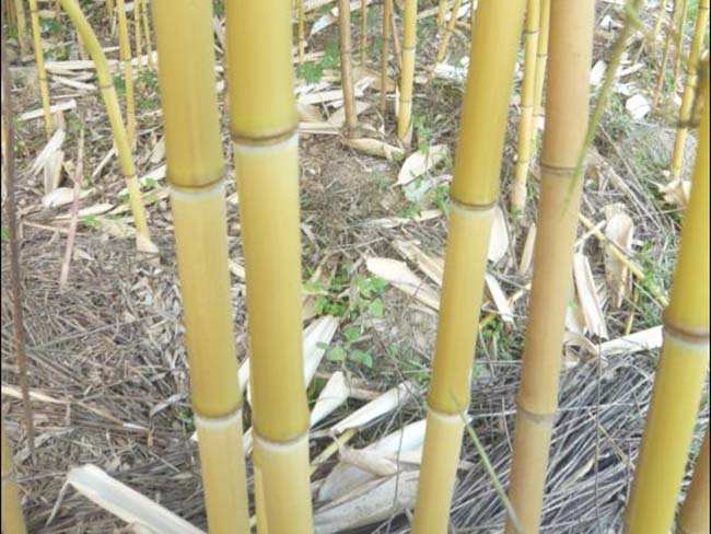 金鑲<a href='http://zishuwang.com.cn/linmuzhongzi/2254.html' target='_blank'>玉竹</a>