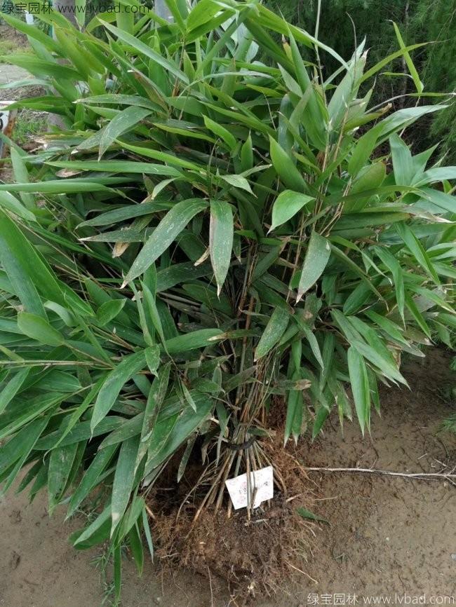 <a href='http://zishuwang.com.cn/zhumiaozhuzi/3450.html' target='_blank'>箬竹</a>