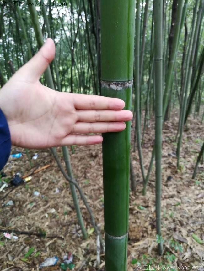 <a href='http://zishuwang.com.cn/linmuzhongzi/2256.html' target='_blank'>楠竹</a>
