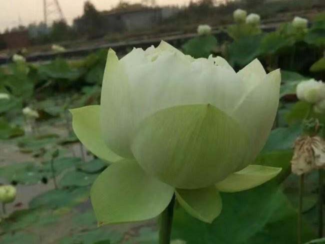 <a href='http://zishuwang.com.cn/shuishengshuicao/5941.html' target='_blank'>蓮藕苗</a>