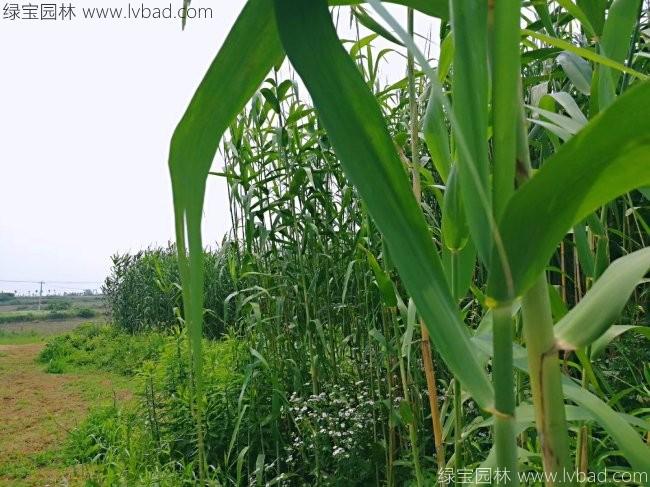 <a href='http://zishuwang.com.cn/shuicaozhongzi/1587.html' target='_blank'>蘆葦</a>