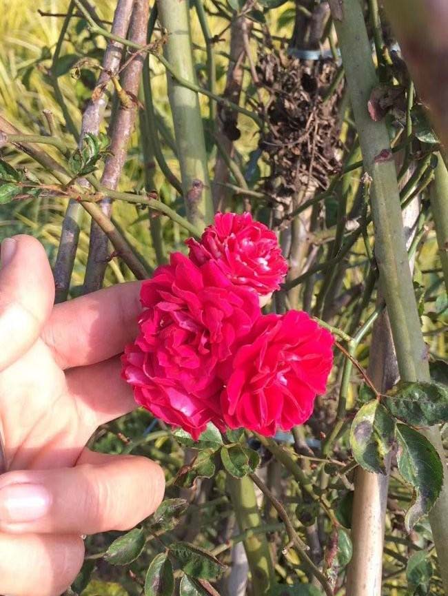 <a href='http://zishuwang.com.cn/linmuzhongzi/1702.html' target='_blank'>薔薇</a>花
